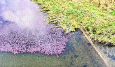 Terkos Gölü’nde Pembeye Bürünmüş Doğa Manzarası